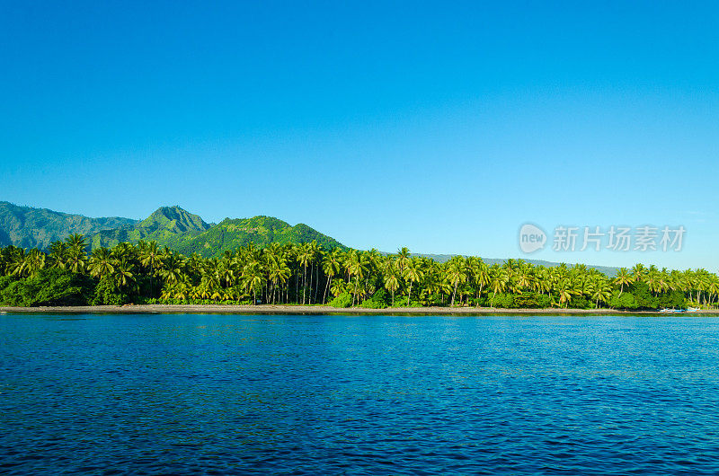 清晨的阳光下，巴厘岛海岸上的棕榈树