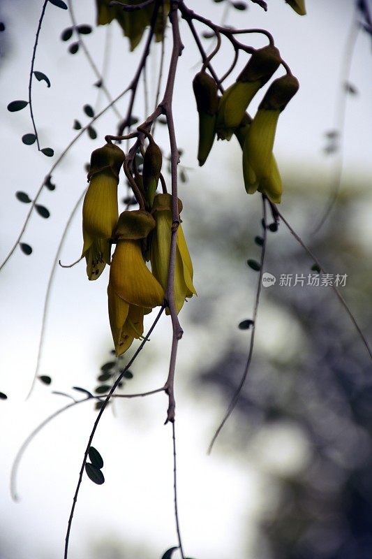 新西兰本土(槐花)科怀在春天开花