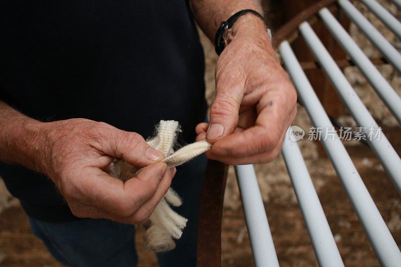 这是澳大利亚维多利亚州一个牧羊人在他的剪羊毛棚里检查刚剪下来的羊毛