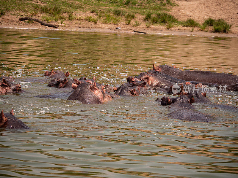 乌干达伊丽莎白女王国家公园的河马