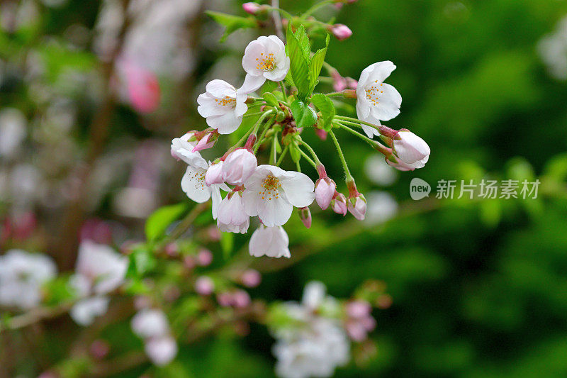 东京目黑河上的樱花