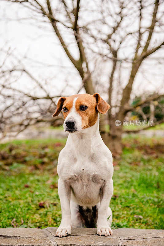 小猎犬坐在草地上