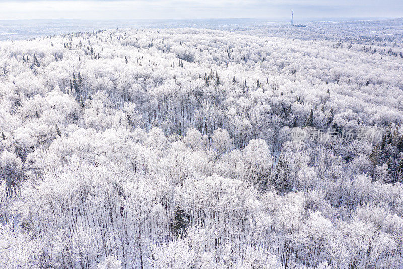 鸟瞰图北半球自然森林在冬季雪灾后，魁北克，加拿大