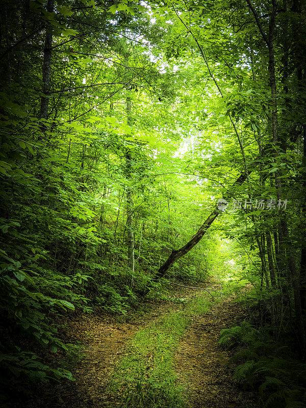 穿过大烟山的泥土路-夏天