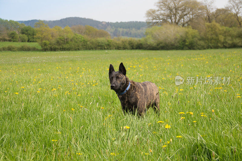 美丽的比利时牧羊犬类型的狗站在周围，同时在英国乡村的草地上锻炼。
