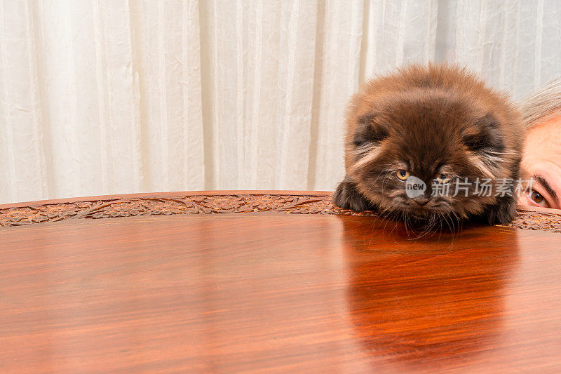 支持第一次爬到桌子-新生，棕色，茶色苏格兰折长毛小猫