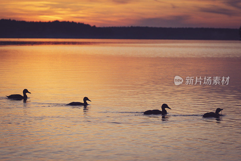 小鸭子在日落时游泳