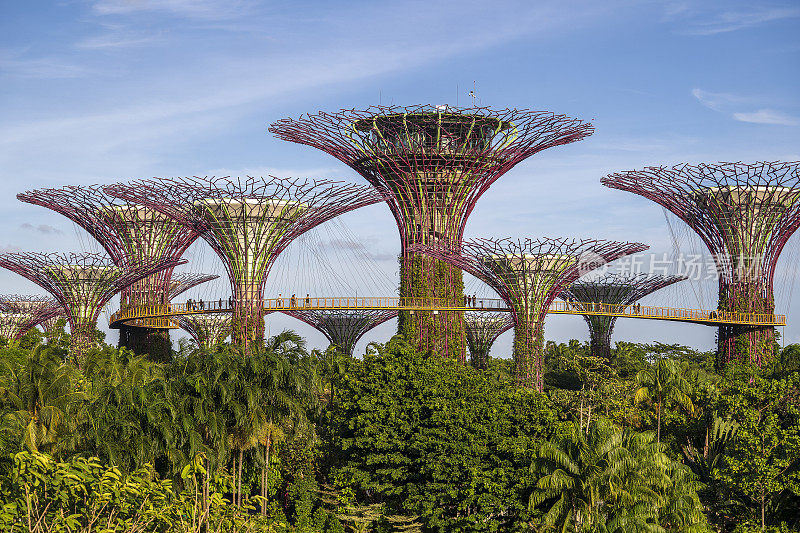 白天新加坡海湾花园中五颜六色的超级树