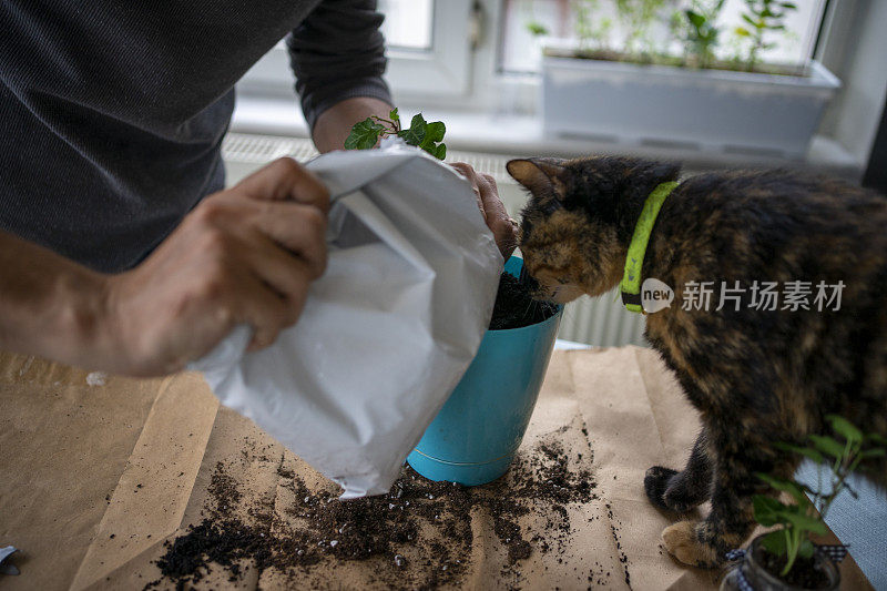 猫看花种植园