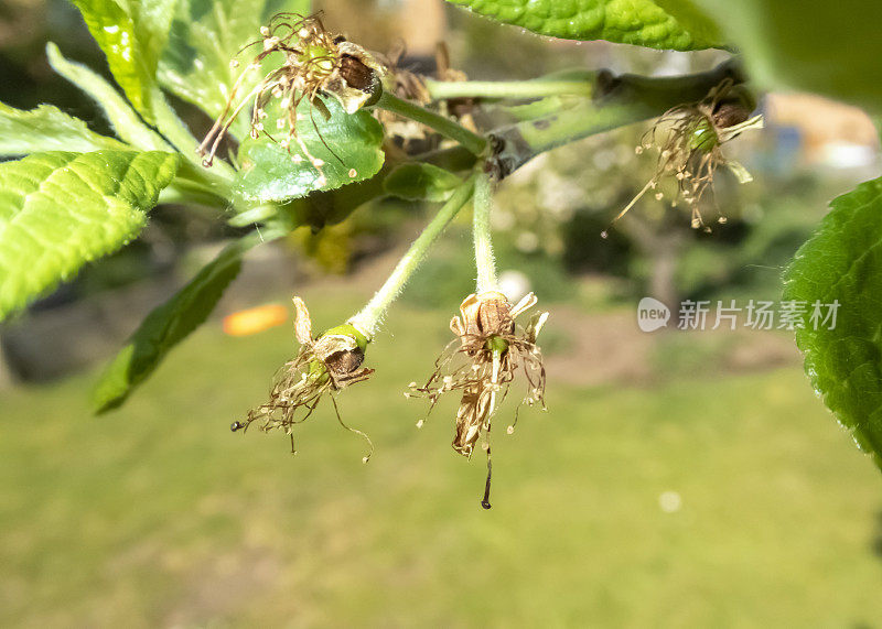 刚开花的李子已经枯死了。