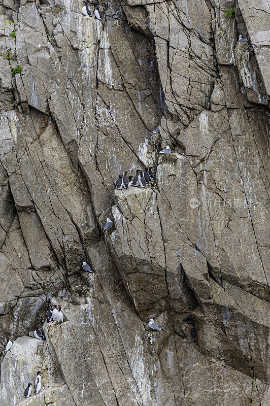 俄罗斯楚科奇自治州阿钦角筑巢悬崖上的普通海鸦、厚嘴海鸦、黑腿三趾鸥