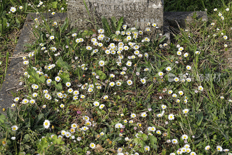 墓上装饰有白色的普通多年生雏菊