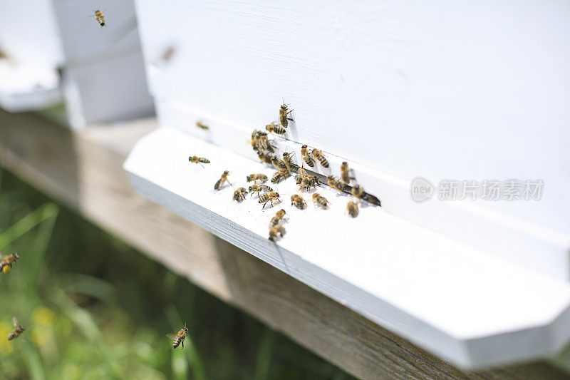 蜜蜂在蜂巢里飞来飞去