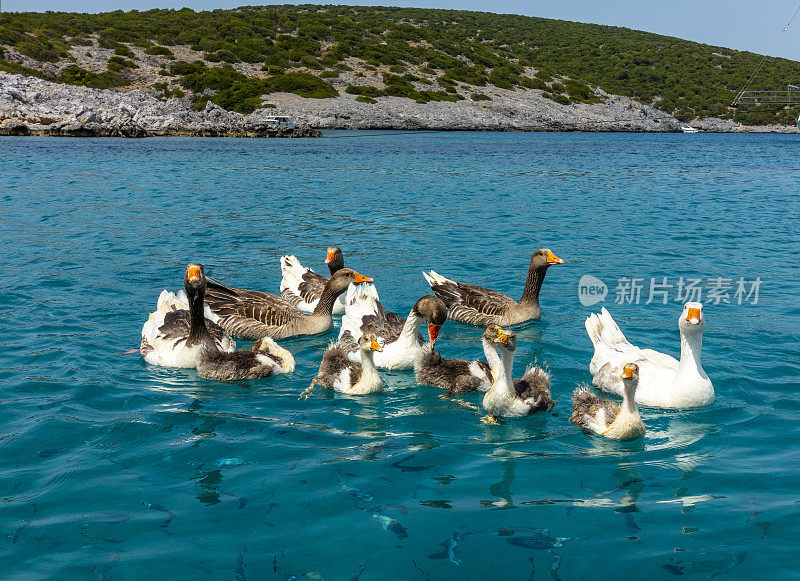 在海上，鸭子在游艇旁边游泳