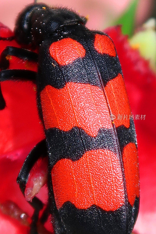 近景:黑色和红色的成年水疱甲虫(水疱甲虫科)坐在红色的花瓣上，前景聚焦