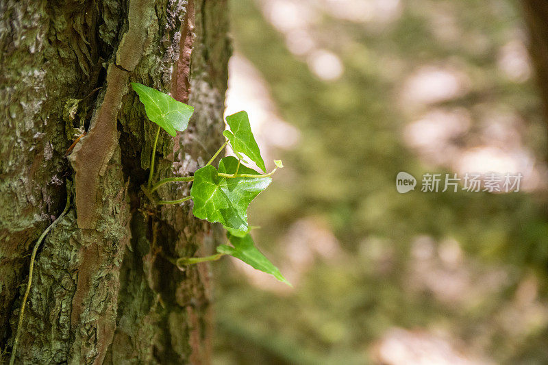 森林中茂密的绿色树木。