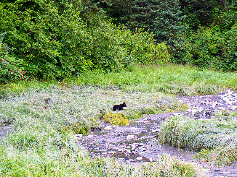 小溪边的黑熊幼崽