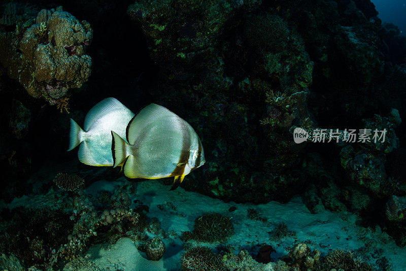 热带鱼，海洋生物，