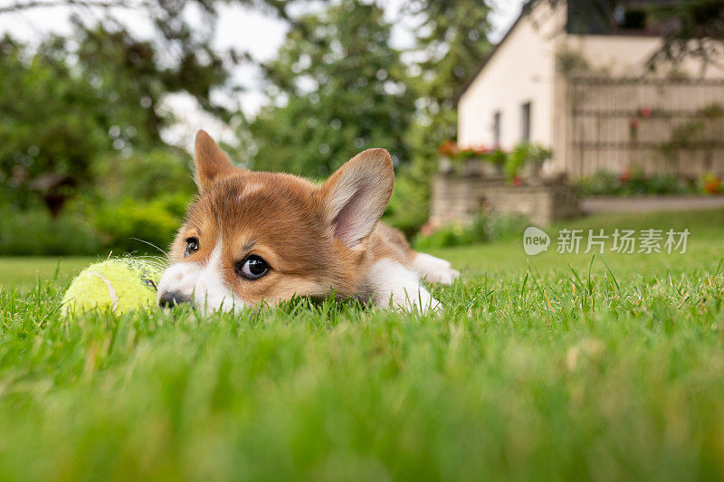 威尔士柯基犬彭布罗克拿到了球