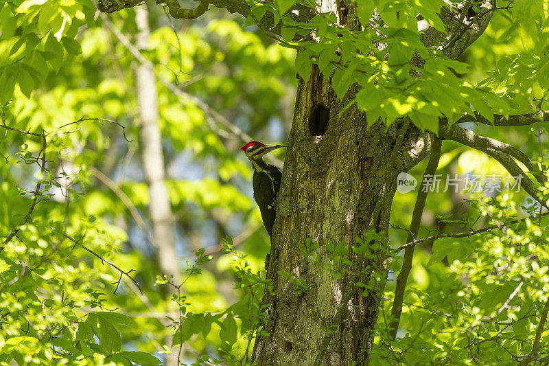 pileated啄木鸟。原产于北美的鸟