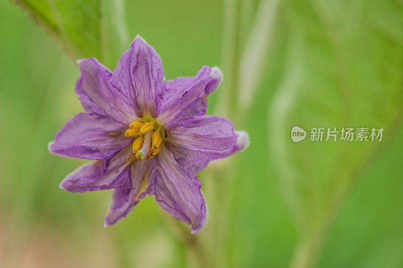 特写茄子花