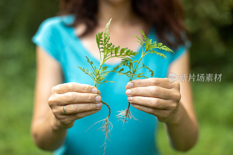 女人手里拿着豚草