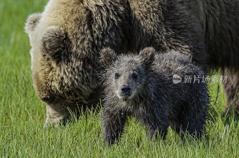阿拉斯加半岛棕熊，母熊和幼崽，北极熊，在阿拉斯加卡特迈国家公园的哈罗湾。