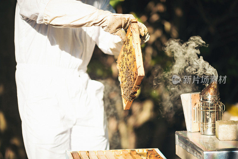 照料蜂箱的年轻养蜂人