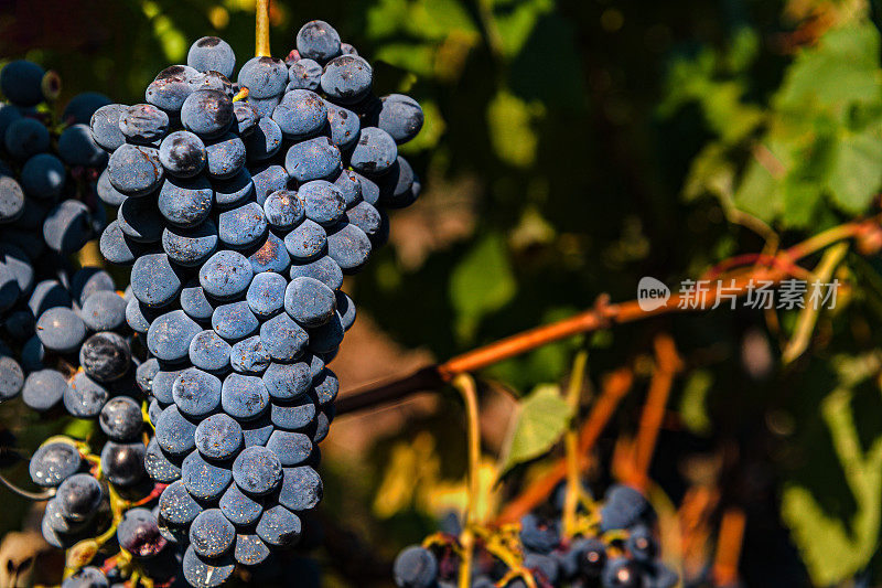 欧洲斯洛文尼亚滨海斯卡，秋收的葡萄园，成熟的红葡萄