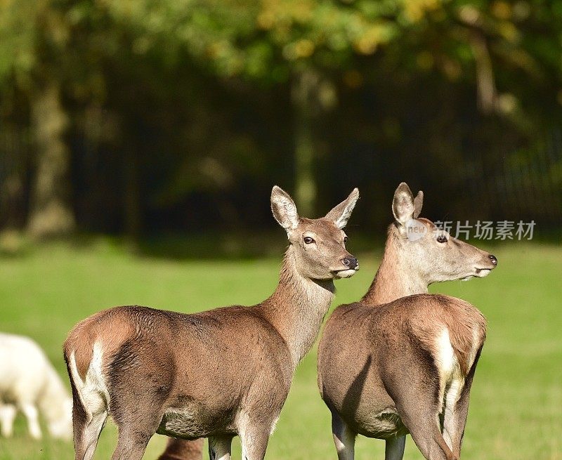 欧洲红鹿