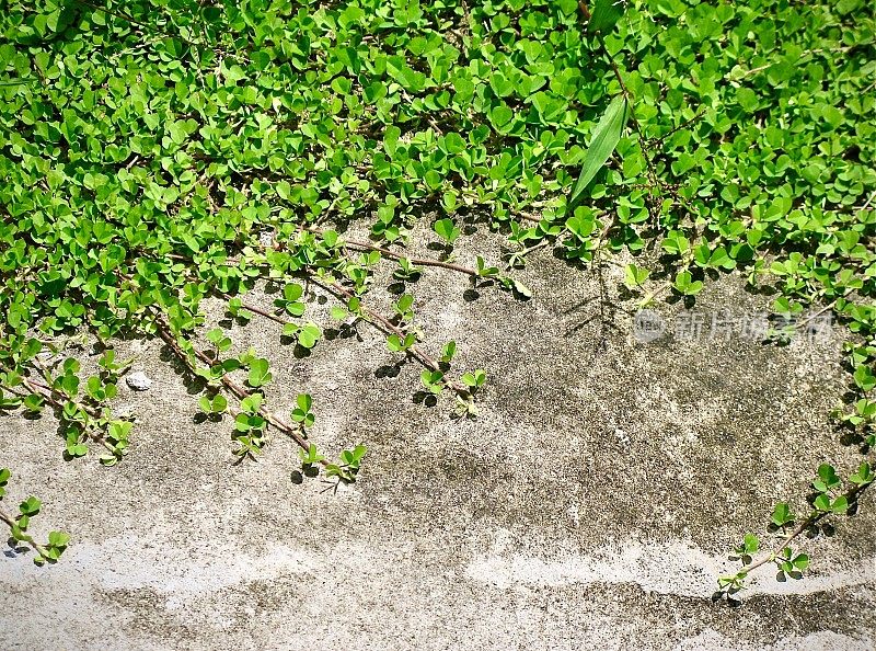 水泥地面上生长的水三叶草