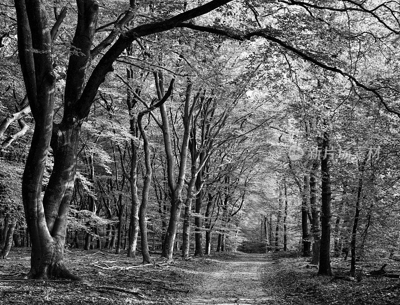 黑色和白色的人行道上雄伟的树木大道