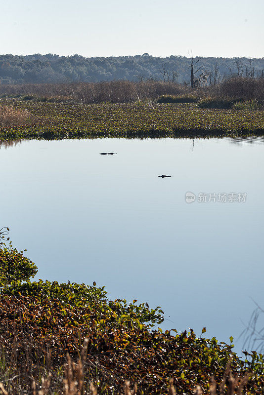 一对短吻鳄静静地漂浮在平静的湿地湖中