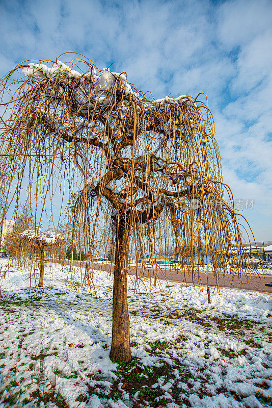 雪天下美丽的公园