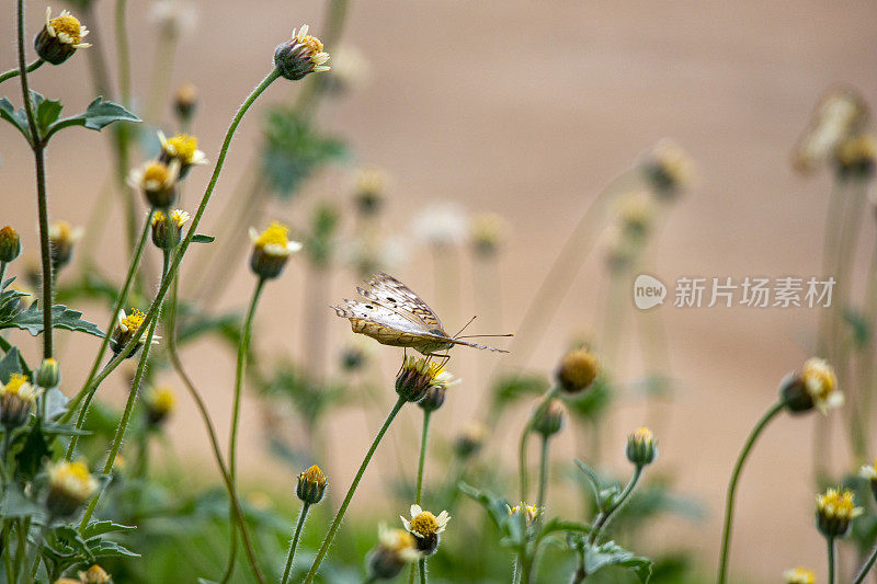 花坛上的蝴蝶。