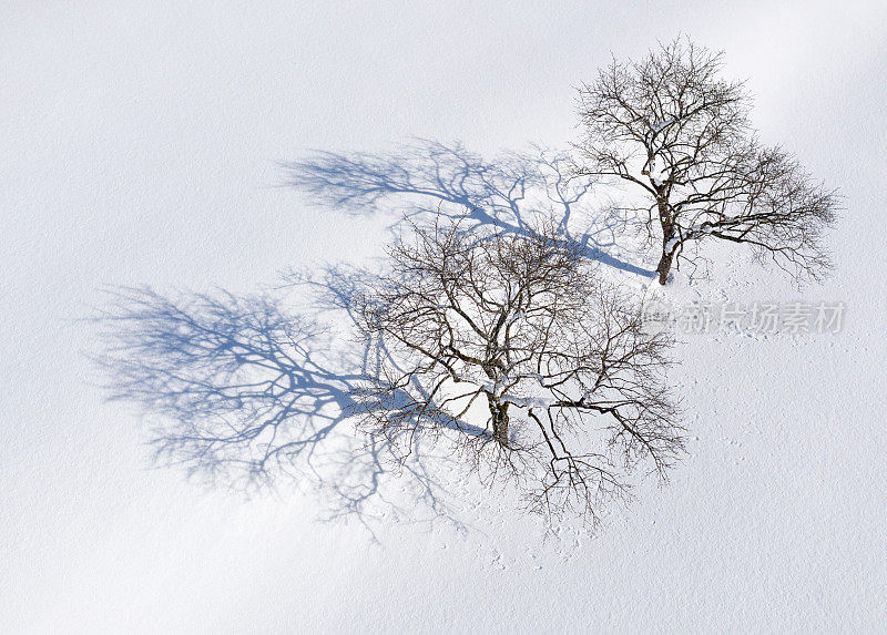 冬天的仙境，早晨阳光下的树影在深深的新鲜的粉末雪上