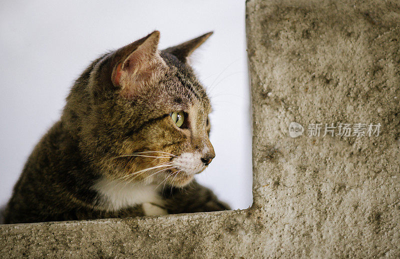 灰色条纹虎斑猫坐在水泥楼梯上