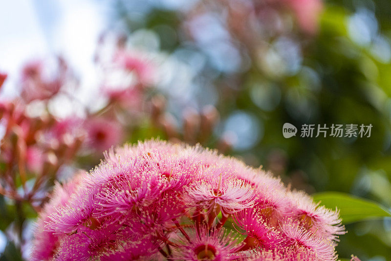 特写美丽的粉红色树胶花，背景与复制空间