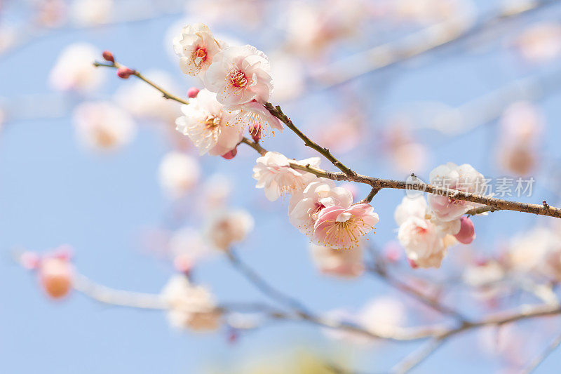 桃李在早春开花