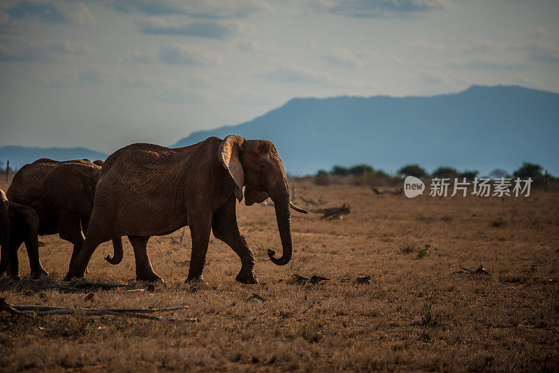 野生非洲大草原上的一群大象