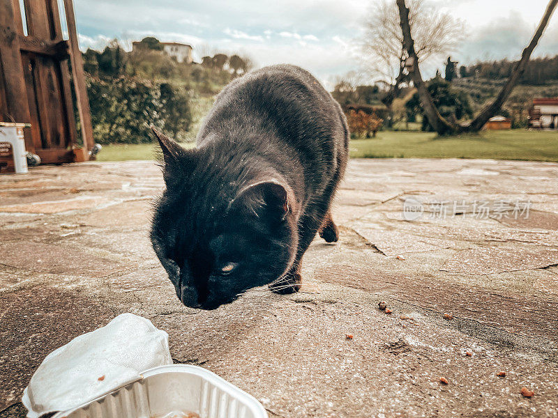 小黑猫吃