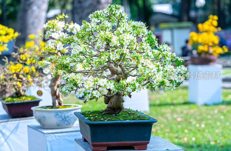 白色杏花盆景树盛开芬芳的花瓣预示春天