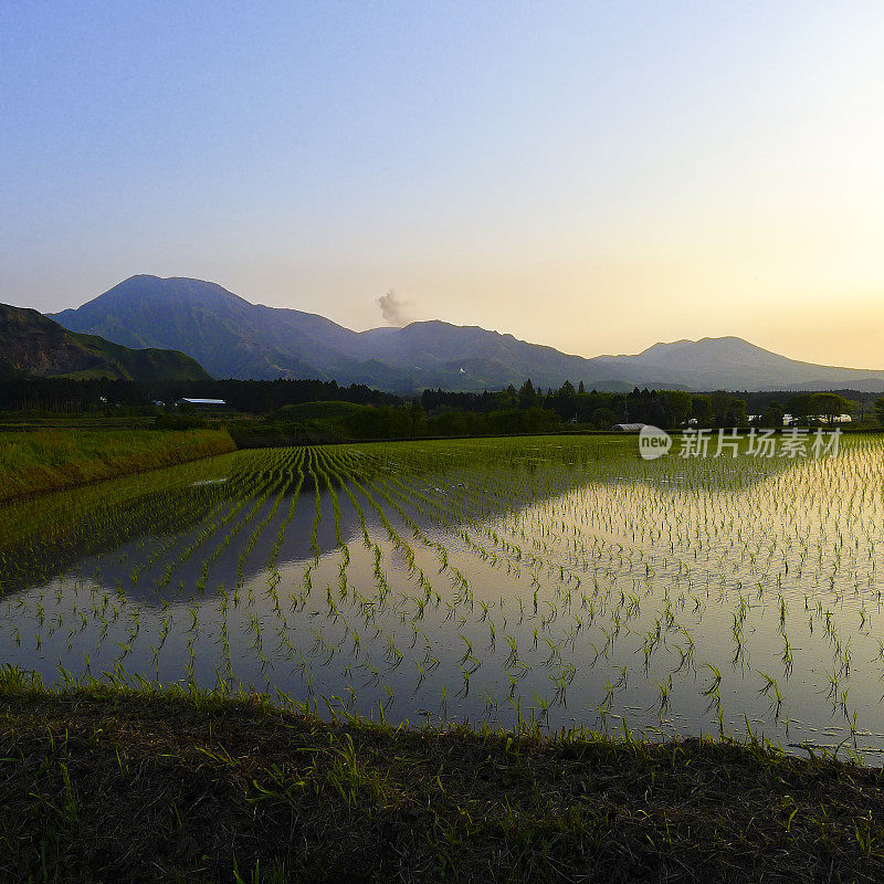 稻田和火山