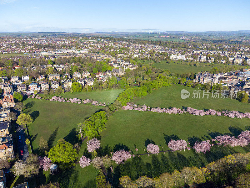 英国北约克郡哈罗盖特市中心的“流浪”公园，春天樱花在树木上的鸟瞰图