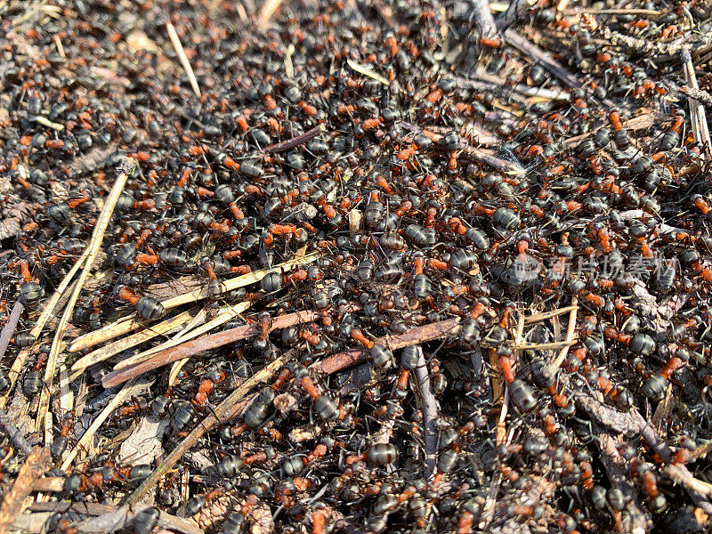 红木蚁在蚁丘上跑来跑去。