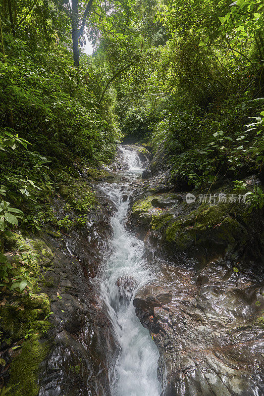 野生未驯服的造雨者雨林生物保护区在哥斯达黎加的云森林