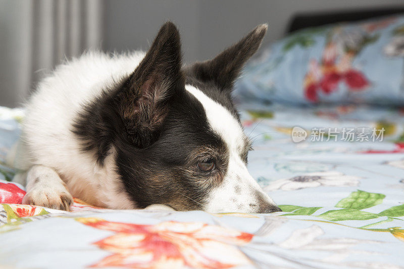 蝶耳犬杰克罗素在床上