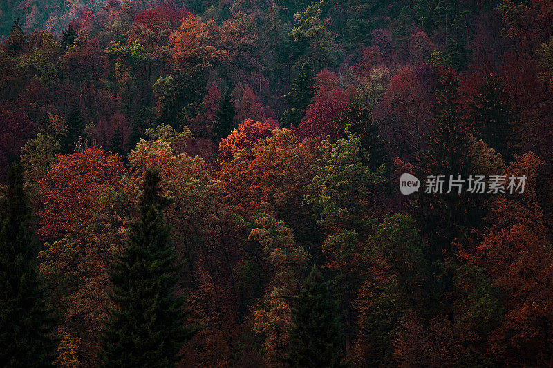 色彩缤纷的秋天森林树木的背景