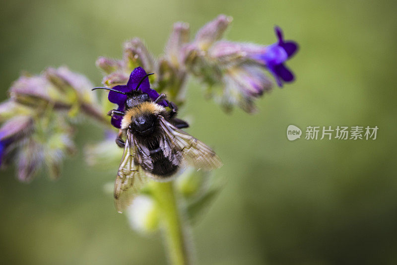 蜜蜂在花朵