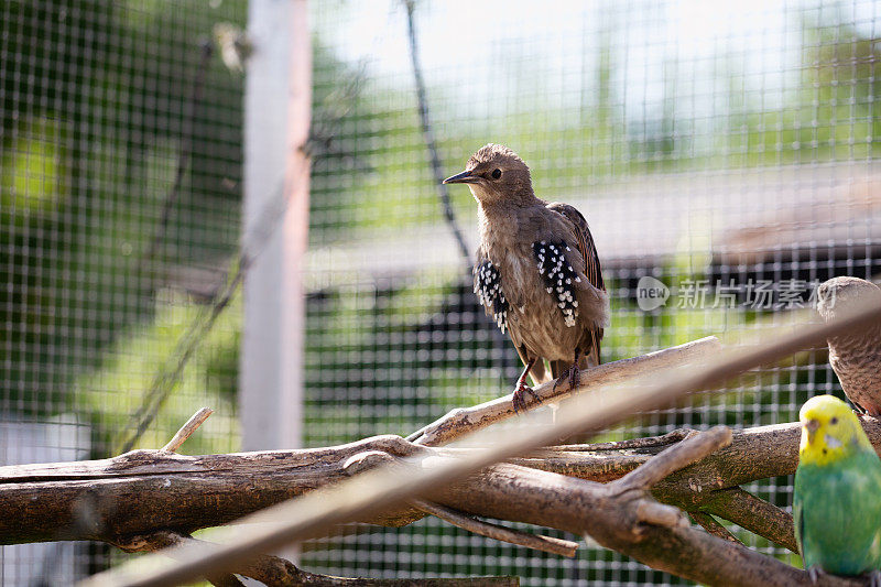 幼小的椋鸟和虎皮鹦鹉一起生活在鸟舍的户外
